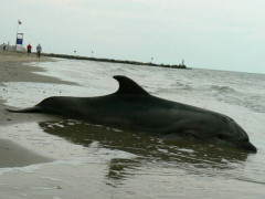 Il delfino spiaggiato a Senigallia. Foto di Francesco Cini