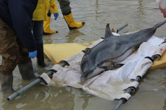 Delfino spiaggiato a Falconara marittima, scatta l'allarme ma invano