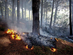 incendio in un bosco, rogo, fiamme, estate, caldo