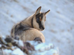 Primi cuccioli di camoscio nei Monti Sibillini