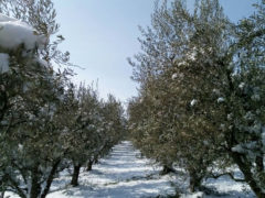 Agricoltura e maltempo