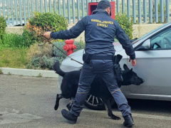 Guardia di Finanza di Fermo al lavoro con unità cinofile