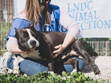 Cane protetto da LNDC - Foto da Facebook.com/legacane