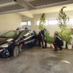 Coltivazione di cannabis scoperta dai Carabinieri