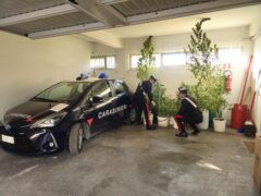 Coltivazione di cannabis scoperta dai Carabinieri